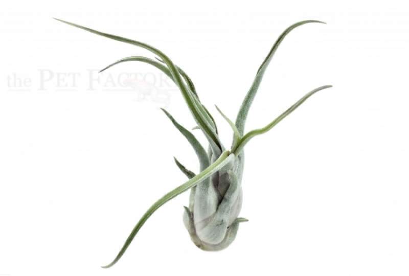 Tillandsia caput medusae